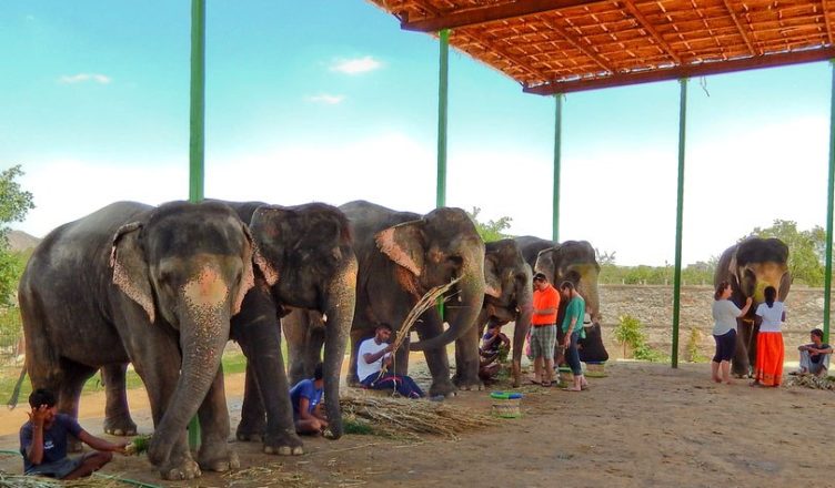 L'expérience des éléphants à Jaipur
