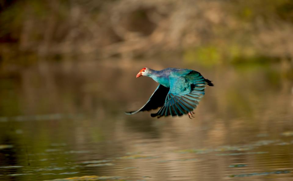 Visiter le sanctuaire des oiseaux de Bharatpur