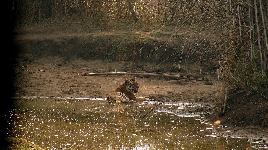 Tigre dans le parc