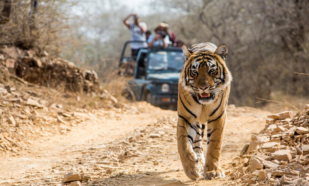 Où Voir Les Tigres En Inde Meilleurs Safaris De Tigres En Inde