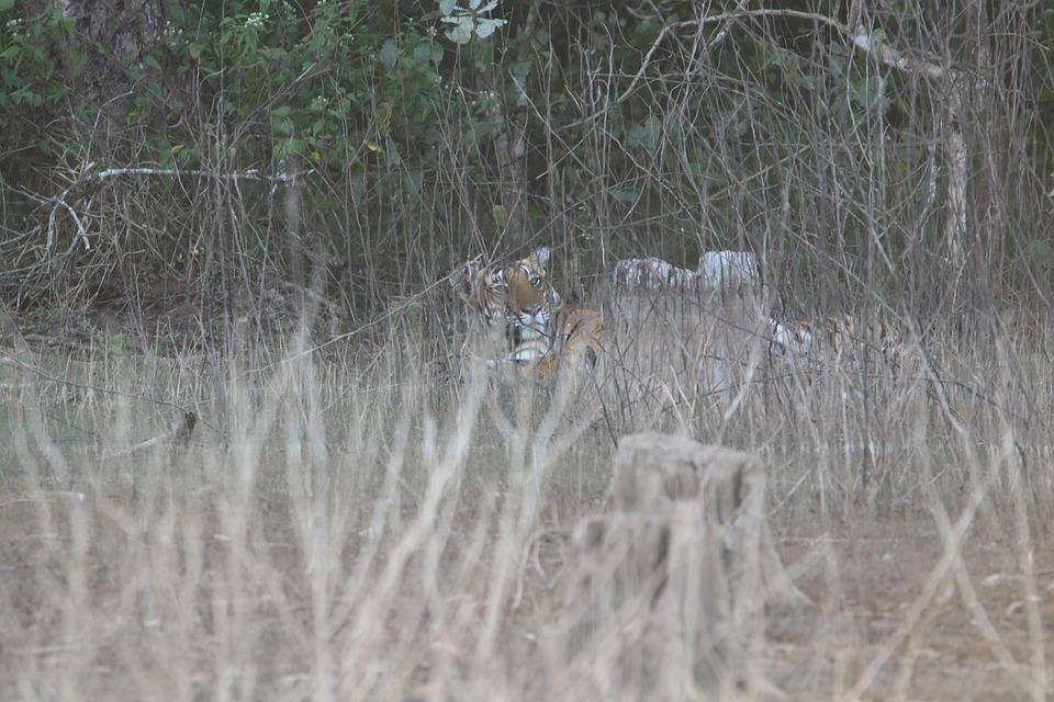 Voir les tigres en Inde