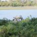 Visiter le Parc national de Kaziranga