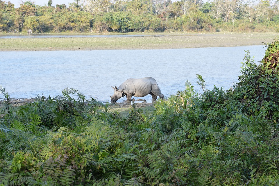 Visiter le Parc national de Kaziranga