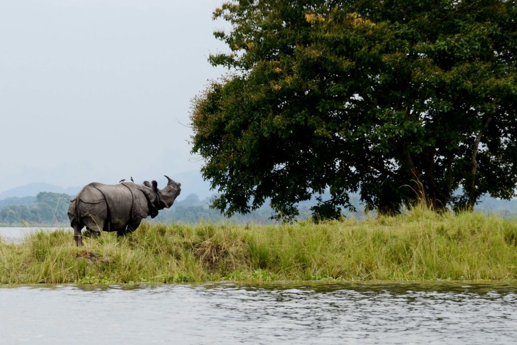 Rhinocéros unicornes au parc national de Kaziranga