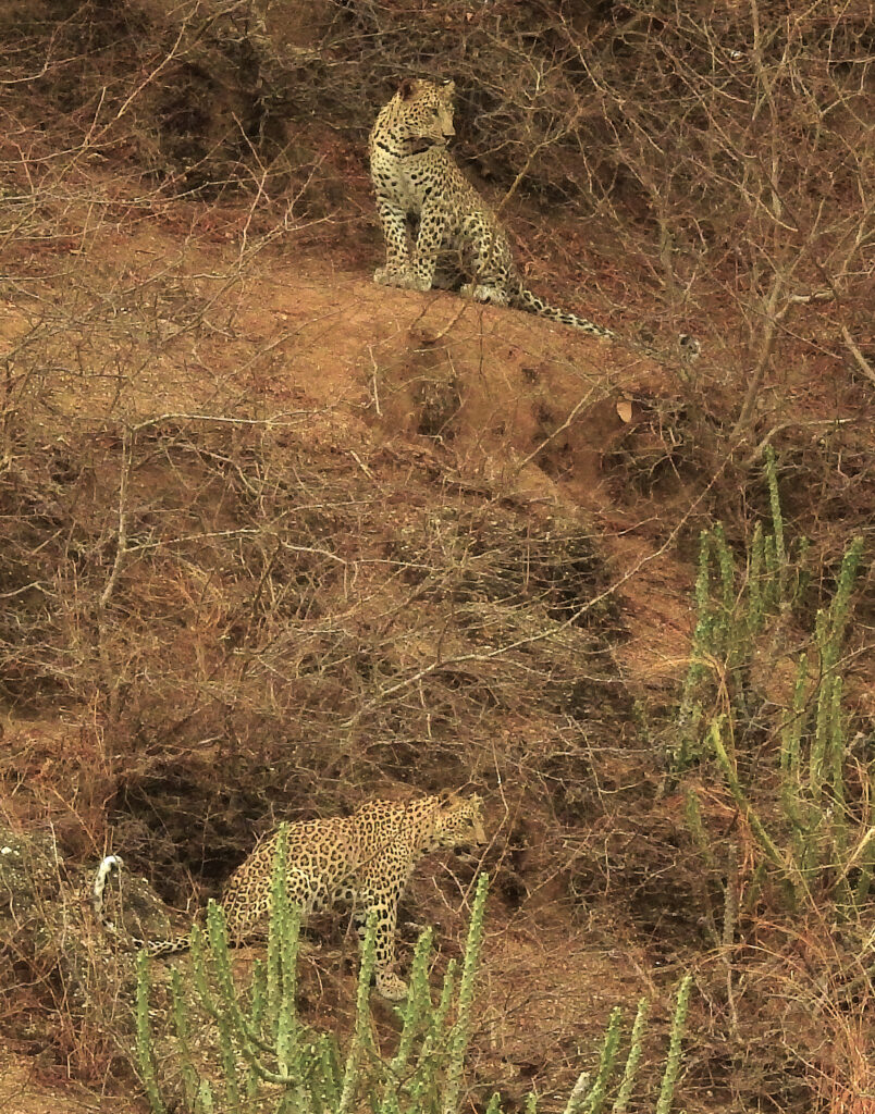 Léopards de Bera au Rajasthan