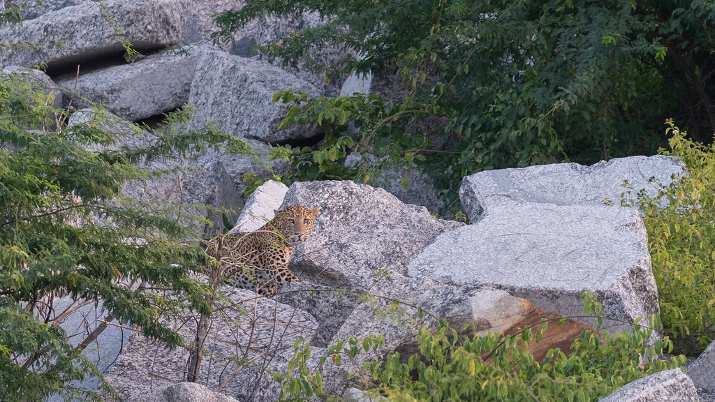 Léopards de Bera au Rajasthan